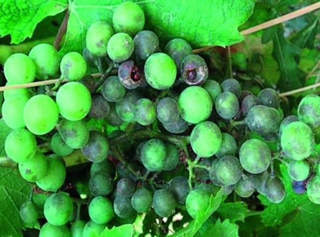 Некроз і розтріскування уражених оїдіумом ягід винограда