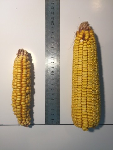 Кукуруза необработанная СОЛЮТИНом (слева) и обработанная (справа)