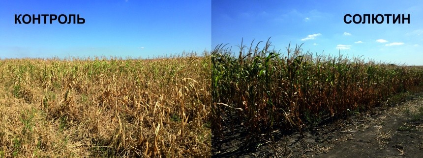 Результаты проведения обработки посевов кукурузы СОЛЮТИНом в стадии 7-9 листьев до формирования метелки