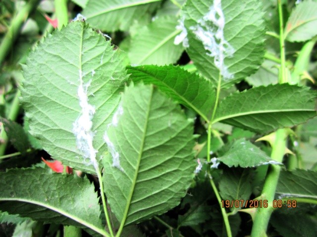 Личинки цикадки меткальфи на листках троянди
