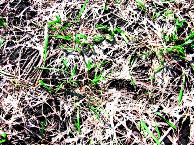 Осередок уражених рослин озимої пшениці сніговою пліснявою після сходження снігу рано навесні
