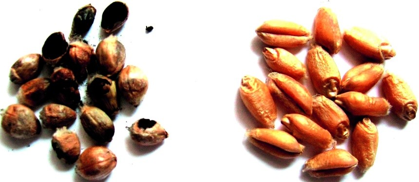 Зернівки пшениці: зліва — уражені твердою сажкою (спорові мішечки, соруси)