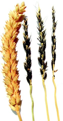 Летюча сажка пшениці: зліва — здоровий колос; справа — уражений хворобою