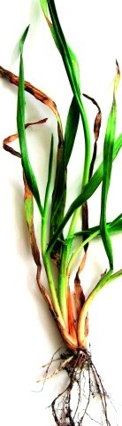 Рослина, уражена звичайною (гельмінто-споріозною) гниллю, фаза осіннього кущіння