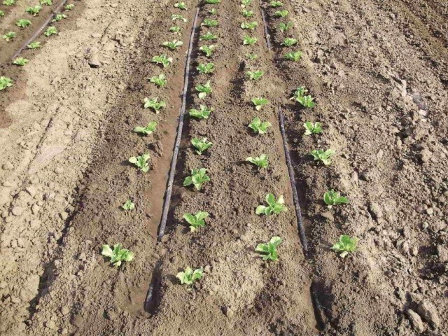Полив — найважливіших елемент догляду за рослинами салату, адже вони потребують рівномірного забезпечення вологою