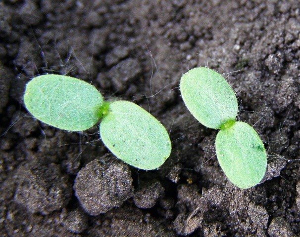 Висіяний у відкритий ґрунт салат у фазі 1–2 справжніх листків обов’язково проріджують