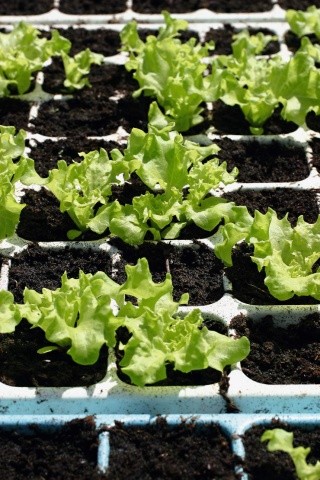 Розсаду салату слід вирощувати у веге­та­цій­них кубиках або касетах, щоб під час пере­садки не оголювалося коріння