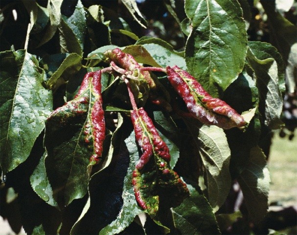 Пошкодження листя, спричинені сірою (червоногаловою) попелицею