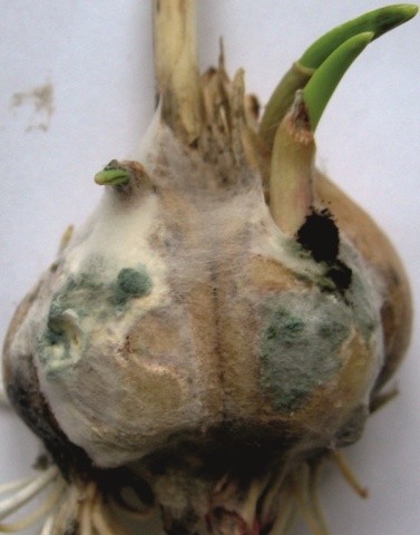 Найшкідливішою хворобою часнику в період вегетації та зберігання є фузаріозна гниль