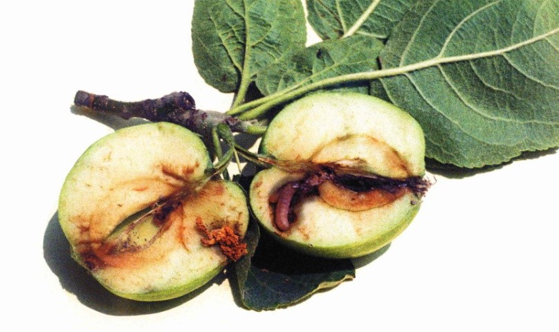 Пло­ди, по­шкоджені гу­се­ни­цею яб­луневої пло­до­жер­ки