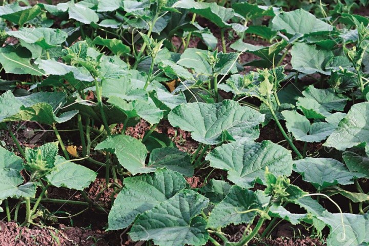 За дотримання технології вирощування, вчасних профілактичних заходів можна нівелювати негативний вплив збудників хвороб на рослини і отримати достойний урожай