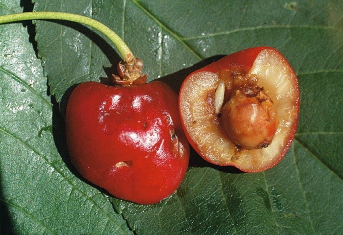 Личинки вишневої мухи у плоді черешні