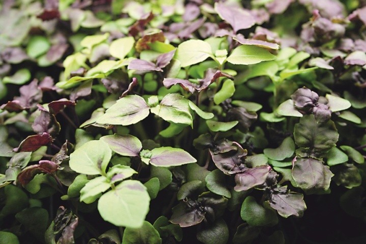 Широко затребуваною є мікрозелень базиліку, що має специфічний і впізнаваний смак