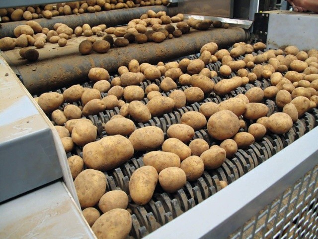 Завершальним технологічним процесом виробництва картоплі є її післязбиральна доробка. Вона передбачає відокремлення решток і сортування бульб на фракції з вибраковуванням пошкоджених та уражених хворобами