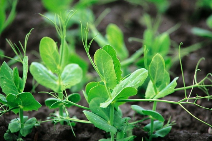 Мілке і якісне загортання насіння забезпечує ранні і дружні сходи, рівномірний розвиток рослин