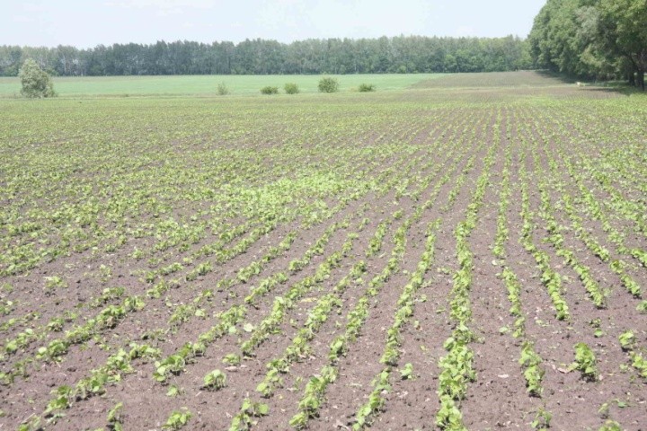 Доступність азоту на критичних стадіях формування врожаю не є суттєвим обмеженням урожайності