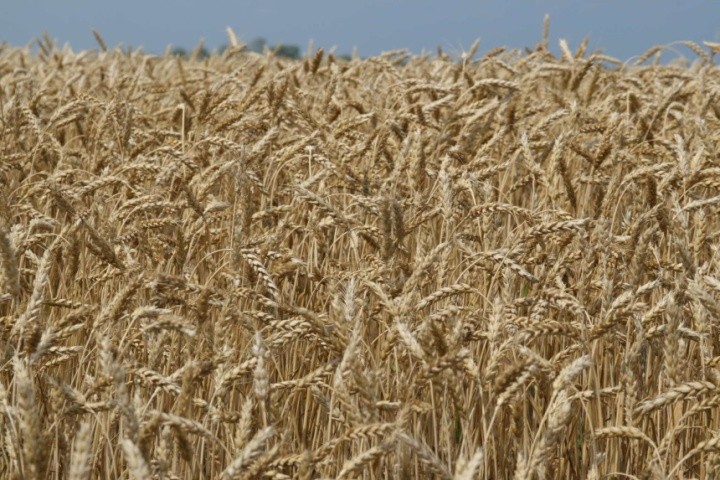 Після попередника соняшник найефективнішим було підживлення посівів пшениці озимої в дозі N60, що у середньому за строками внесення забезпечило підвищення врожайності до контролю на 40,2 %
