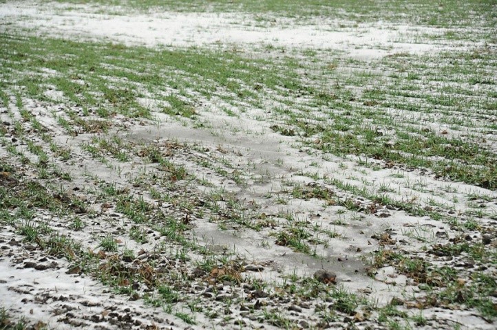 Ранньовесняне (регенеративне) підживлення по мерзлоталому ґрунту проводять навіть за наявності невеликого шару снігу