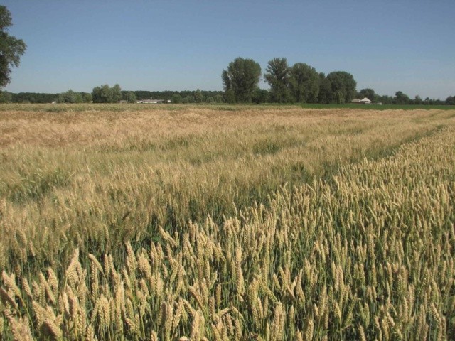 Озимі зернові культури традиційно складають значну частину зернового клину в кожній зоні вирощування