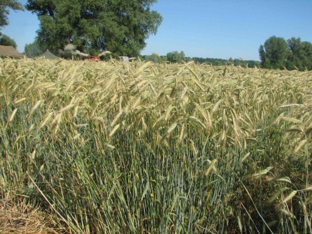 Заміна пшениці житом за вирощування після кукурудзи, залежно від фону удобрення, дає можливість одержати додатково 0,13–1,23 т/га продовольчого зерна 