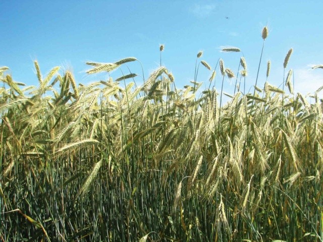 Озиме жито за несприятливої метеоситуації краще зимує та зберігає свою вегетативну масу