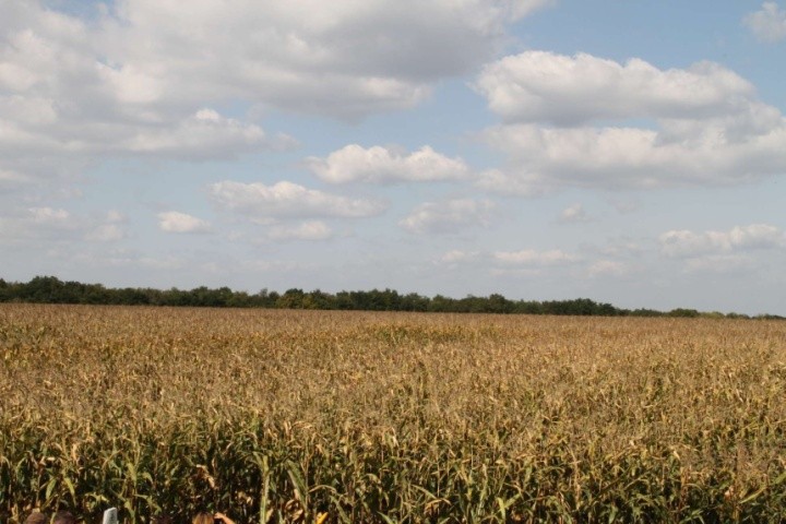 Серед проданих за кордон агротоварів, за сумою валютної виручки, у лідерах знов опинилася кукурудза, цей показник доріс до 24,2 %