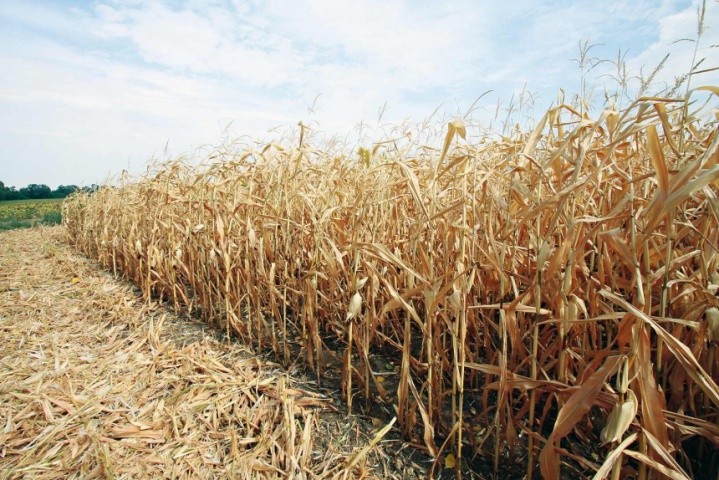 В степовій зоні необхідно дотримуватись орієнтовного співвідношення різних біотипів кукурудзи