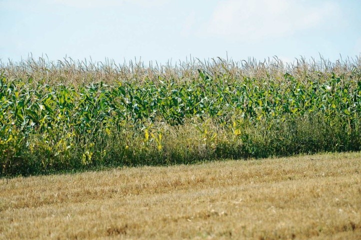 Для формування високої продуктивності кукурудзи склад попередників також має важливе значення. Кращими попередниками для неї в сівозмінах є зернобобові, особливо соя, задовільними є ранні ярі зернові та  кукурудза