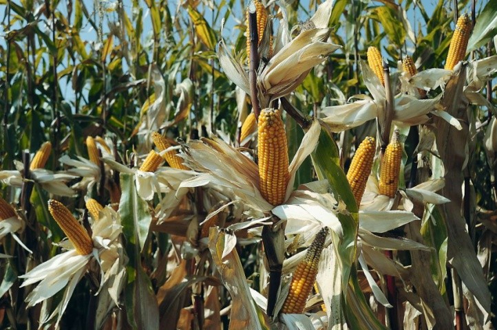 Специфічні метаболіти з коренів рослини кукурудзи можуть сприяти збільшенню врожайності пшениці, висіяної після кукурудзи