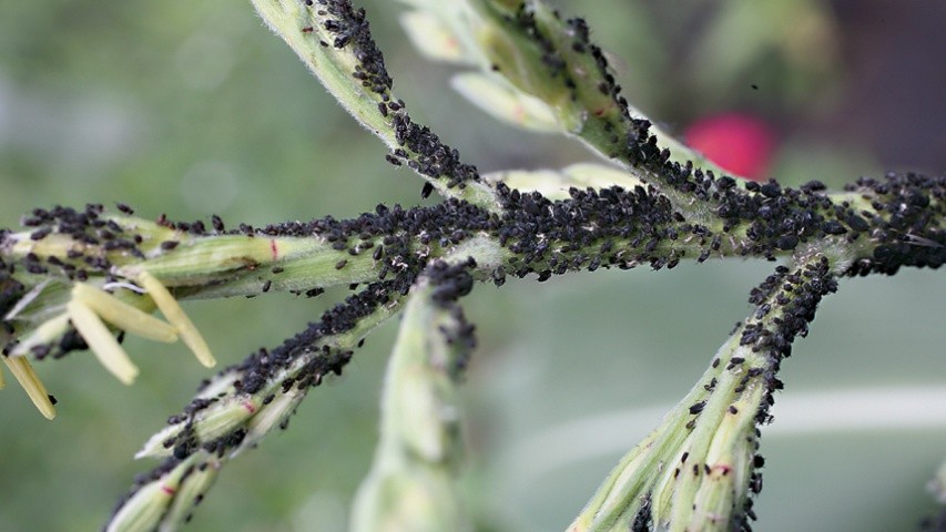 Попелиці, крім прямої шкоди, є переносниками небезпечних вірусних хвороб пшениці й інших злакових культур