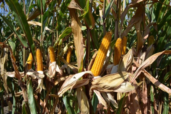 Збільшення посівів генномодифікованої кукурудзи в Україні означатиме закриття для аграріїв європейського ринку, на який вони не зможуть прийти з нею. На додаток, кукурудза — перехреснозапильна культура. Тобто, якщо посіви ГМО-кукурудзи та органічної будуть поруч, непридатними для експорту до країн ЄС виявляться обидва врожаї.