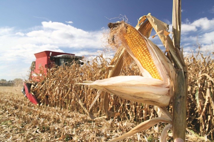 Збирають кукурудзу за умови настання фізіологічної стиглості за вологості зерна не більшій за 35 % зернозбиральними комбайнами