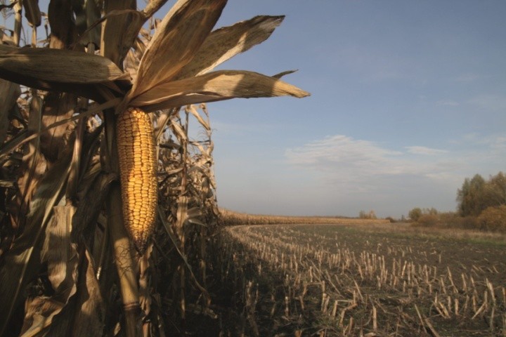 Пізнє достигання кукурудзи через пізню сівбу або холодні температури під час вегетації часто втілюються у подовжену або дуже повільну вологовіддачу насіння кукурудзи перед збиранням і, відповідно, у вищий від бажаного рівень вологості зерна під час збирання