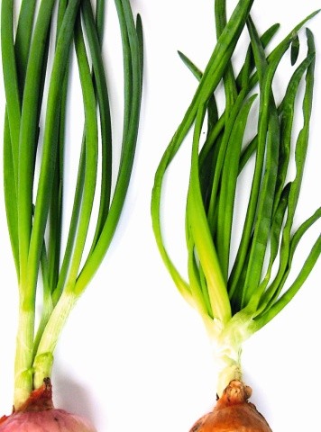Зліва – здорова рослина, справа – дифузно уражене пероноспорозом