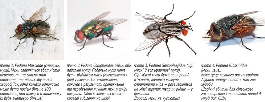 Найбільшої шкоди галузі тваринництва завдають мухи родин Muscidae, Сalliphoridae, Sarcophagidae та Glossinidae 