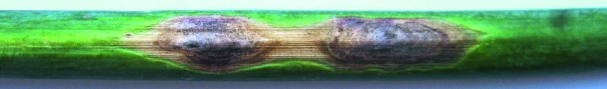 Зелена цвіль (пеніцилльоз)