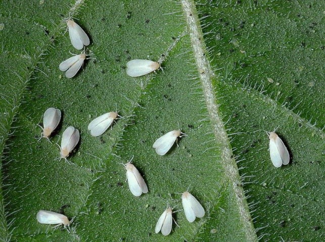 Теплична білокрилка (Trialeurodes vaporariorum)