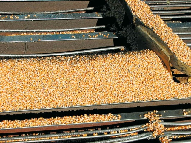 Біологічна стиглість зерна більшості гібридів кукурудзи настає за його вологості 30–40 %