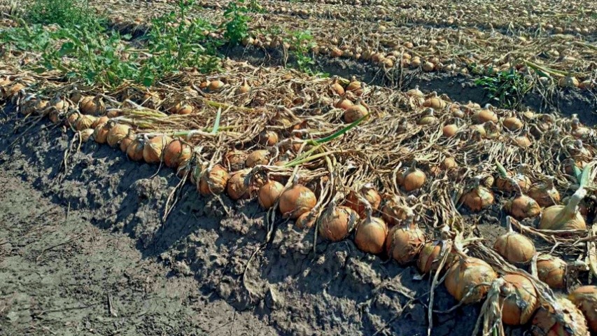 Розсадна цибуля Брекстон F1 (урожайність 80–100 т/га)