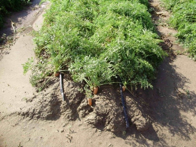 Польова схожість насіння моркви у літньому посіві за передпосівного дощування становить 15–2 %, а за краплинного зрошення — 30–45 %
