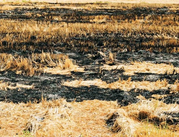 Після спалювання соломи нікуди не зникають ані бур’яни, ні хвороби, ні шкідники. Натомість гине корисна біота у верхньому шарі ґрунту, а втрати вуглецю становлять близько 2 т, який у вигляді вуглекислого газу виділяється в атмосферу