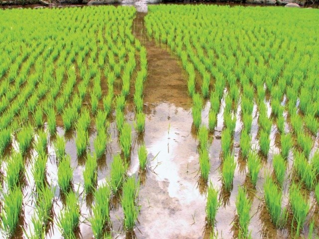 40 мільйонів гектарів засіяно рисом в Азії, фермери переходять від традиційного способу вирощування до новітніх методів прямим висівом