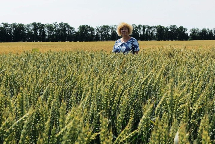 Сорт пшениці м’якої озимої МІП ВИШИВАНКА, селекціонерка-співавторка сорту Галина Вологдіна