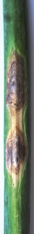 Діагностичні ознаки несправжньої борошнистої роси та розвитку сапрофітних грибів на стрілках цибулі у суху спекотну погоду