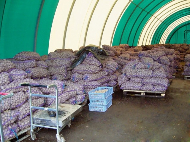 Добре зберігати картоплю у сітчастих мішках, складених штабелями заввишки 1–1,5 м — тоді бульби й провітрюються краще, і відвантажувати їх зручніше
