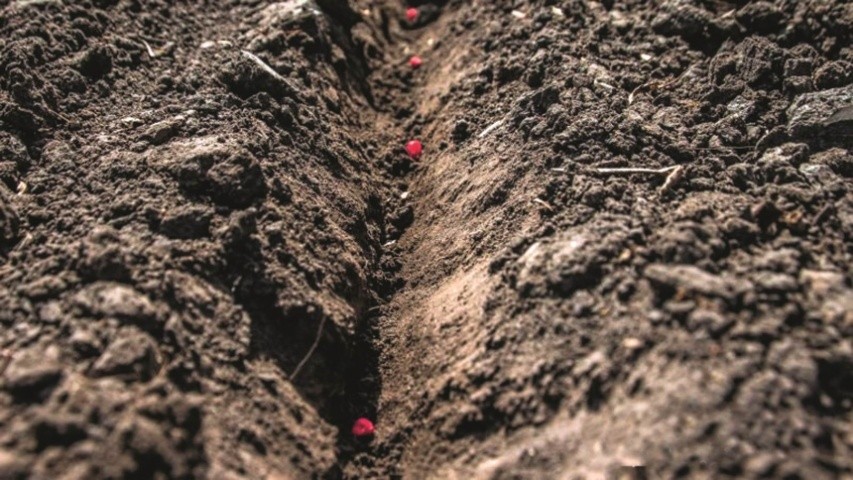 До того, як насіння кукурудзи потрапить до ґрунту, потрібно проаналізувати умови її вирощування