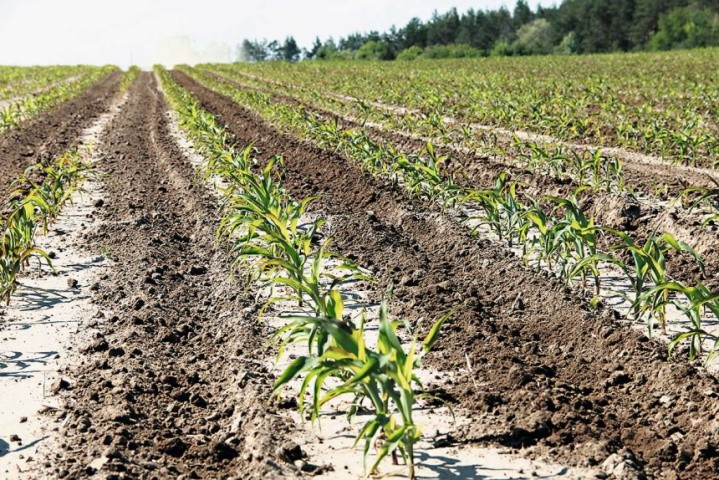 Особливістю технології вирощування кукурудзи після соняшнику є застосування диференційованої системи позакореневих азотних та азотно-мікроелементних підживлень рослин