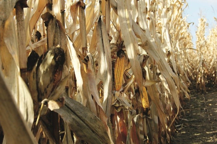 Кукурудза стала першою тестовою культурою у питанні вивчення змінних норм висіву