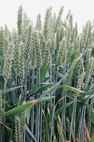 Накопичення й використання азоту, фосфору та калію надземними органами рослин проходить у пшениці до фази молочної стиглості