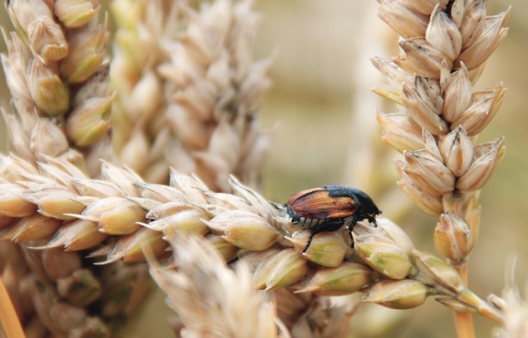 У червні за масового заселення посівів жук-кузька лишався переважаючим видом